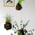 Como hacer un jardín colgante Kokedama