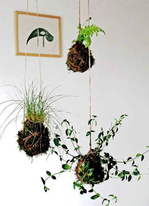 Como hacer un jardín colgante Kokedama
