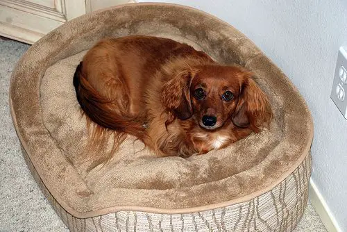 Como hacer una cama para perros