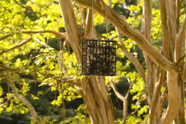 como hacer comederos para aves