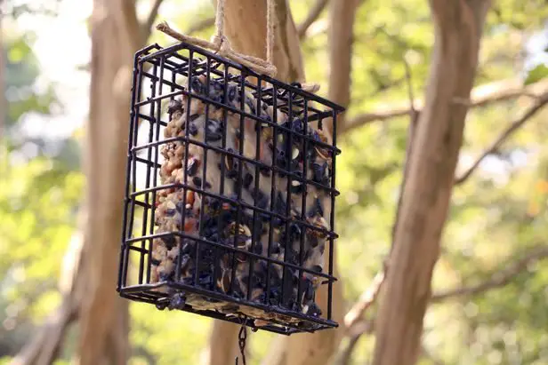 como hacer comederos para aves