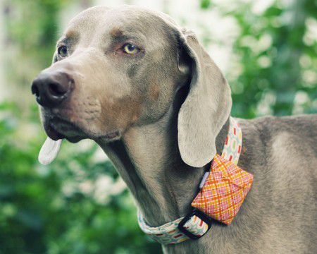 como hacer accesorios para perros